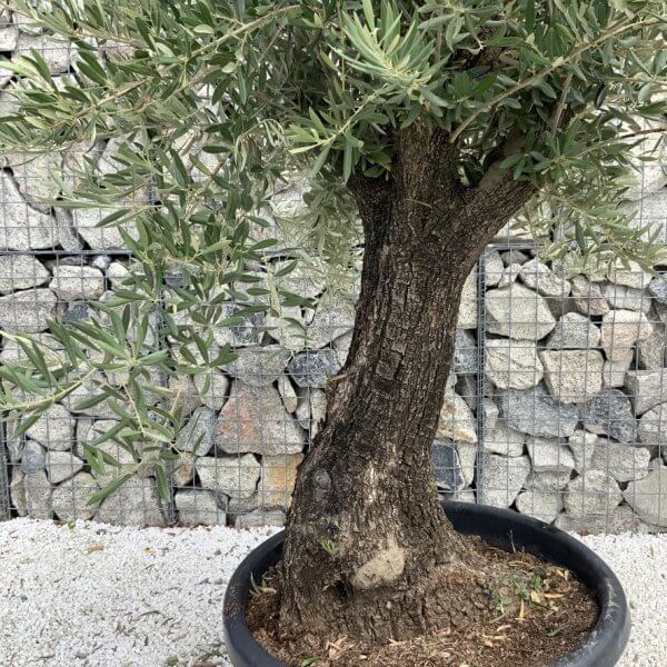 Gnarled Olive Tree J746 - Image 3