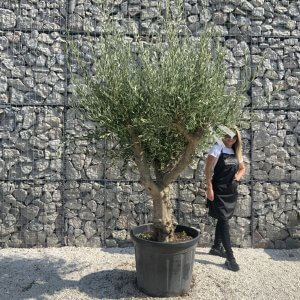 Olive Tree Tuscan Multi Stem Chunky Trunk J772