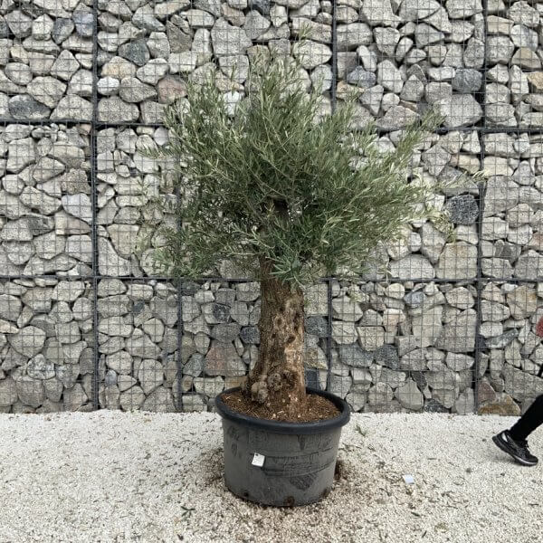 Gnarled Olive Tree J756 - Image 2