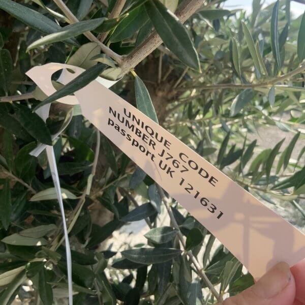 Olive Tree Tuscan Multi Stem Chunky Trunk J767 - Image 4