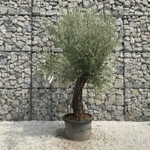 Gnarled Olive Tree J751