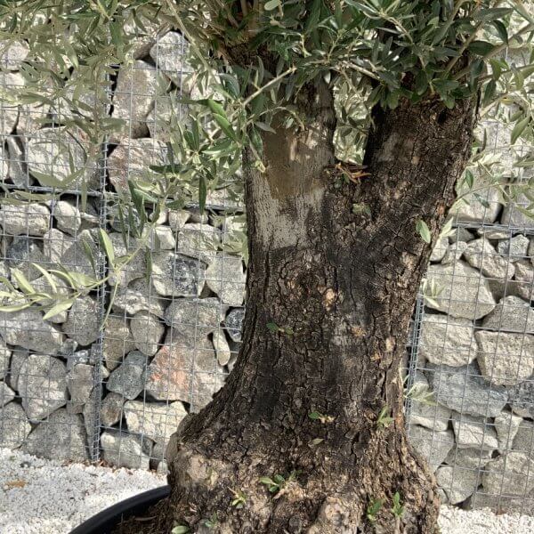 Gnarled Olive Tree J729 - Image 3