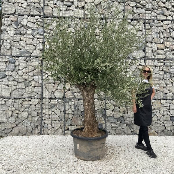 Gnarled Olive Tree J678