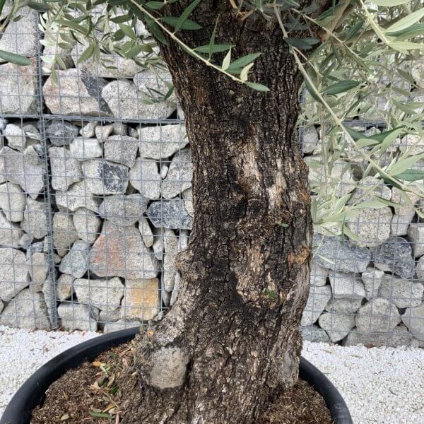 Gnarled Olive Tree J722 - Image 3