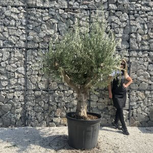 Olive Tree Tuscan Multi Stem Chunky Trunk J778