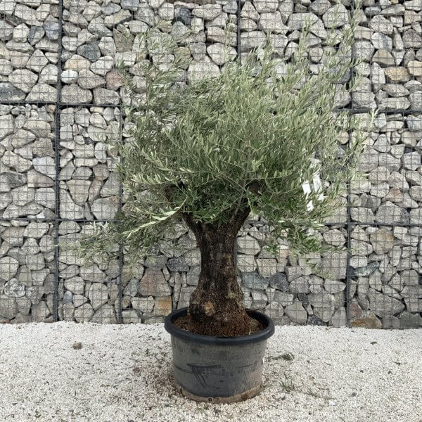 Gnarled Olive Tree J703 - Image 2