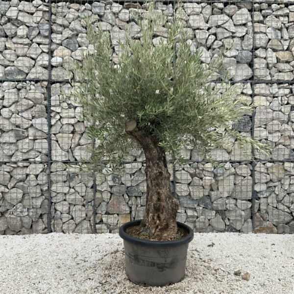Gnarled Olive Tree J763 - Image 2