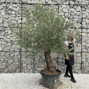 Gnarled Olive Tree J745