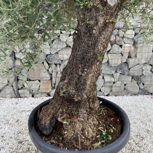 Gnarled Olive Tree J714 - Image 3