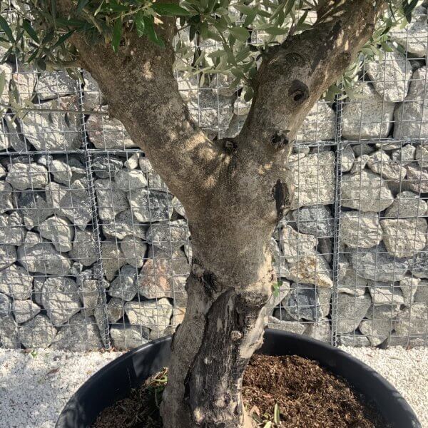 Olive Tree Tuscan Multi Stem Chunky Trunk J780 - Image 3