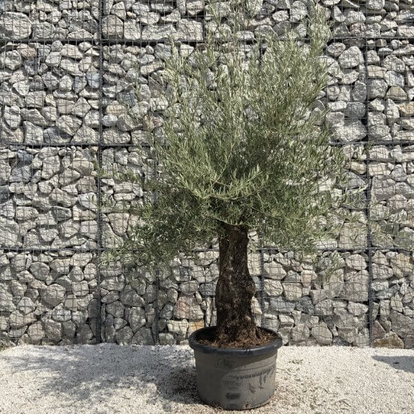Gnarled Olive Tree J748 - Image 2