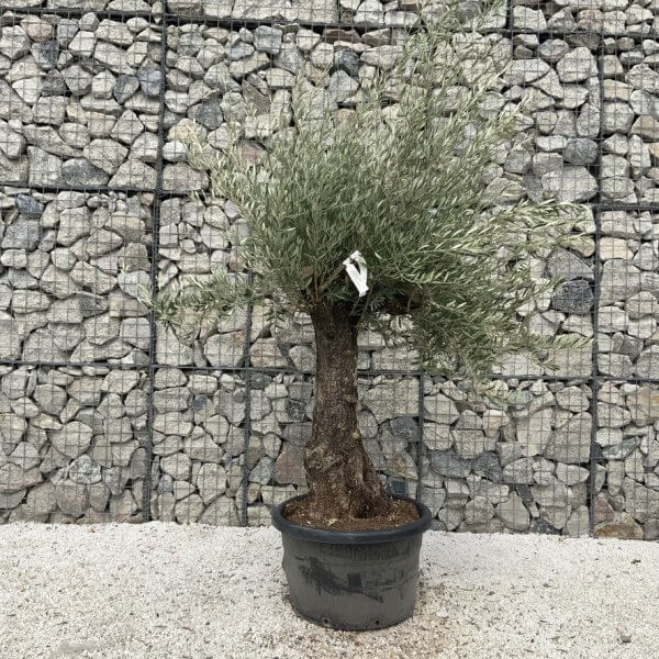Gnarled Olive Tree J681 - Image 2