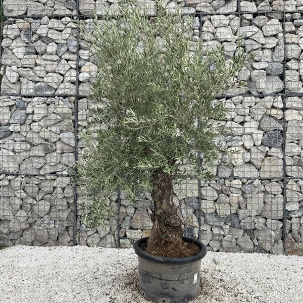 Gnarled Olive Tree J759 - Image 2