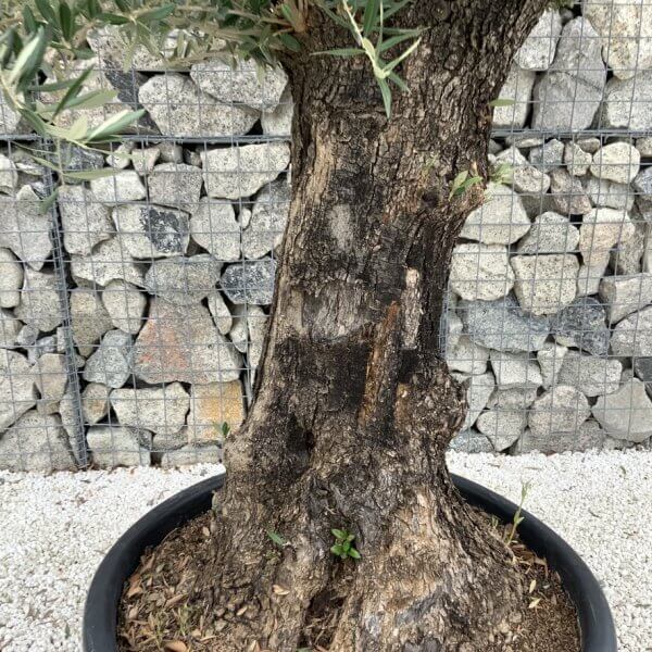 Gnarled Olive Tree J725 - Image 3