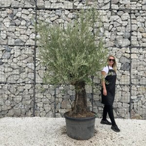 Gnarled Olive Tree J743
