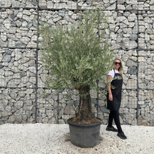 Gnarled Olive Tree J743