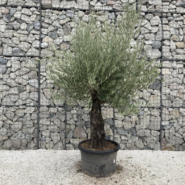 Gnarled Olive Tree J742 - Image 2