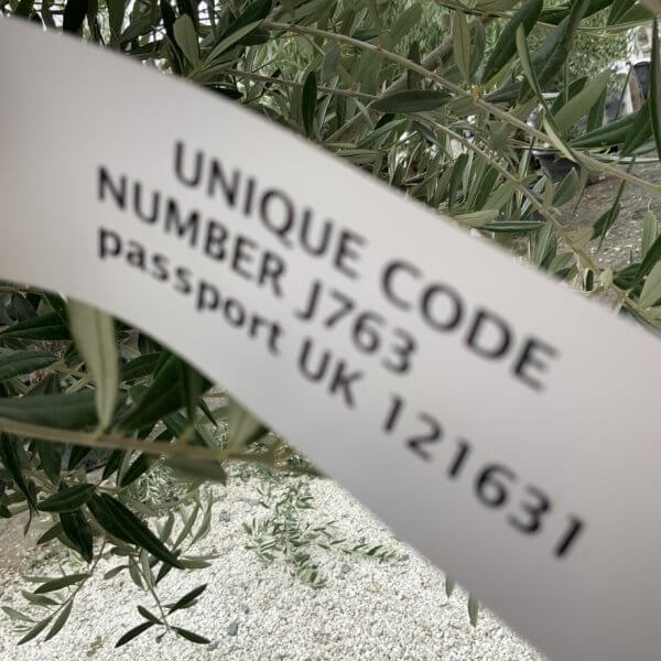 Gnarled Olive Tree J763 - Image 4