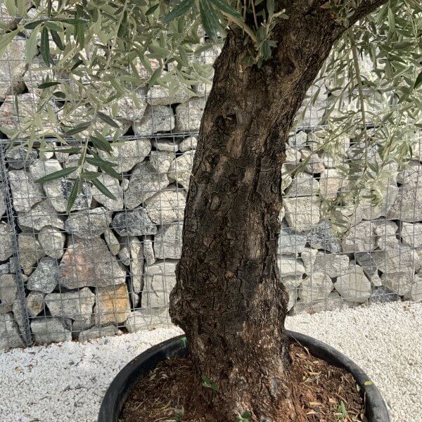 Gnarled Olive Tree J751 - Image 3