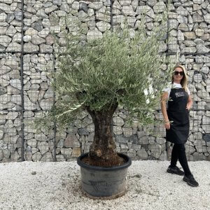 Gnarled Olive Tree J703