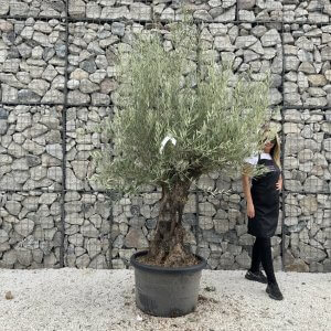 Gnarled Olive Tree J725