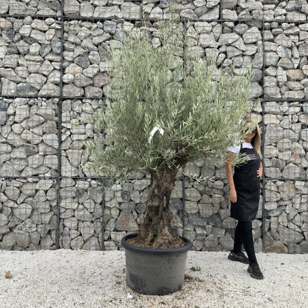 Gnarled Olive Tree J725