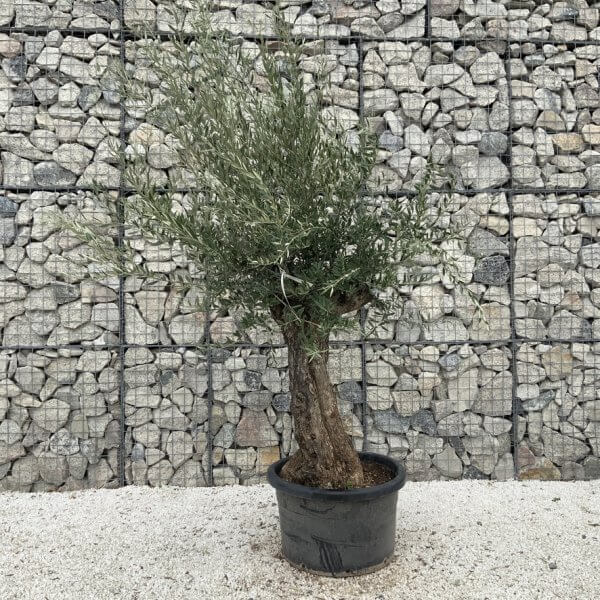 Gnarled Olive Tree J683 - Image 2