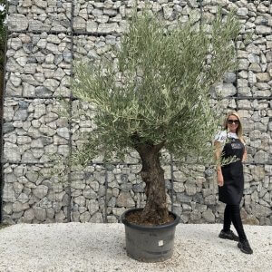 Gnarled Olive Tree J672