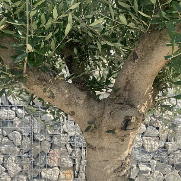 Olive Tree Tuscan Multi Stem Chunky Trunk J775 - Image 3