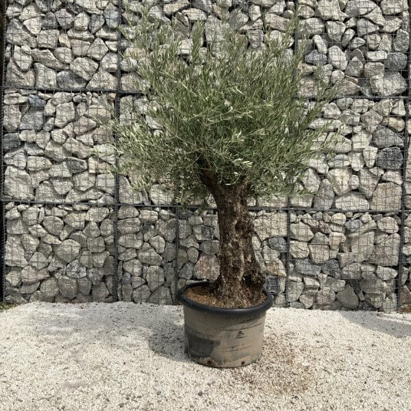 Gnarled Olive Tree J677 - Image 2