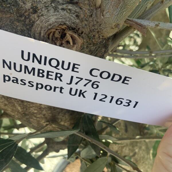 Olive Tree Tuscan Multi Stem Chunky Trunk J776 - Image 4
