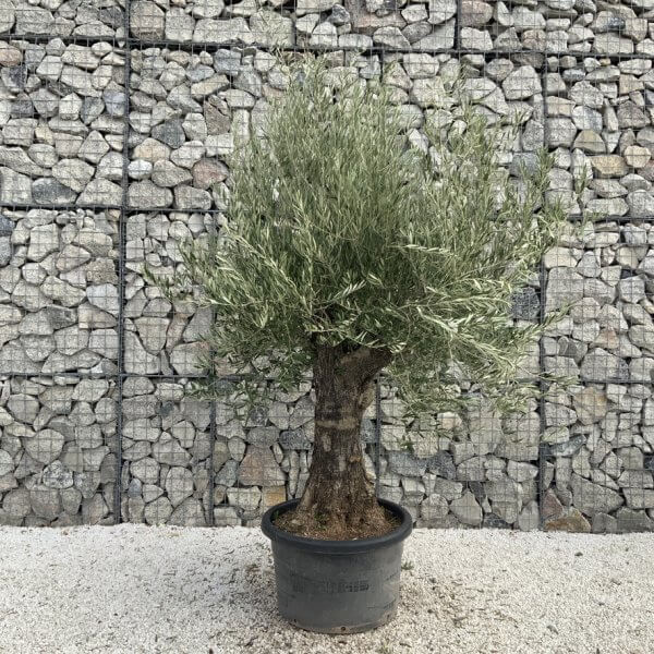 Gnarled Olive Tree J731 - Image 2