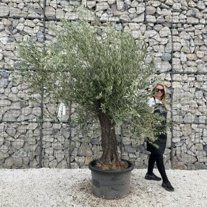 Gnarled Olive Tree J760