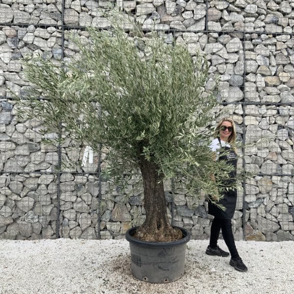 Gnarled Olive Tree J760