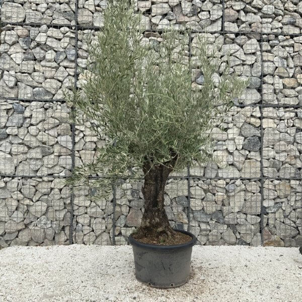 Gnarled Olive Tree J679 - Image 2