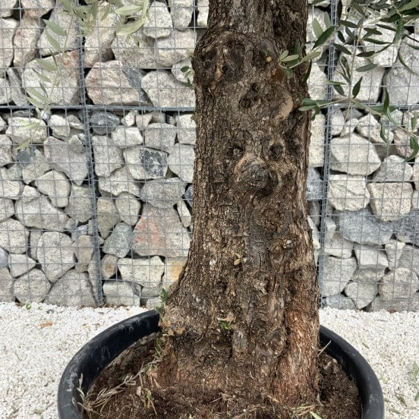 Gnarled Olive Tree J753 - Image 3