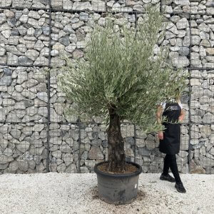 Gnarled Olive Tree J742