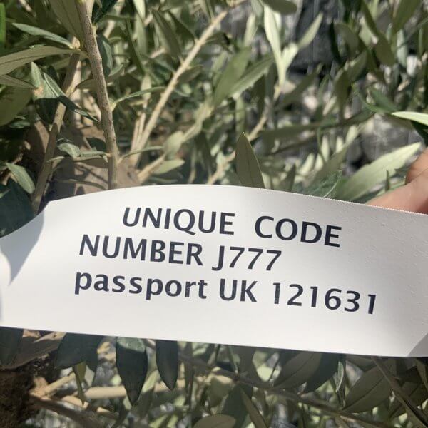 Olive Tree Tuscan Multi Stem Chunky Trunk J777 - Image 4