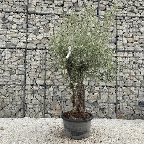 Gnarled Olive Tree J712 - Image 2