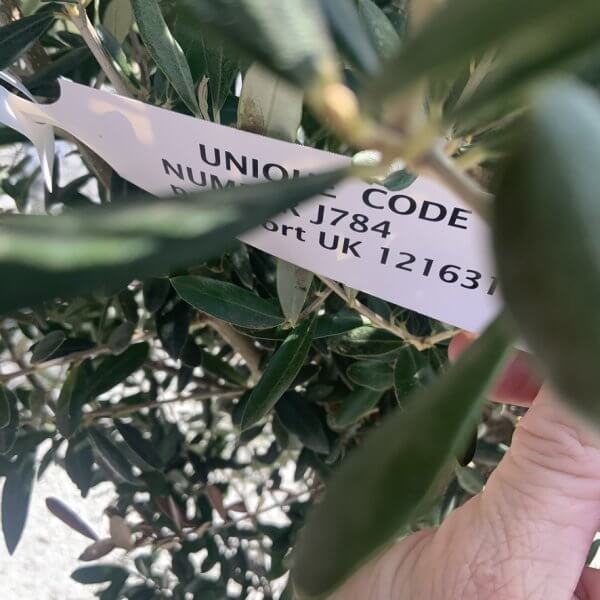 Olive Tree Tuscan Chunky Trunk  J784 - Image 4