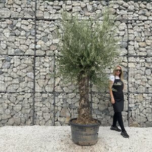 Gnarled Olive Tree J694