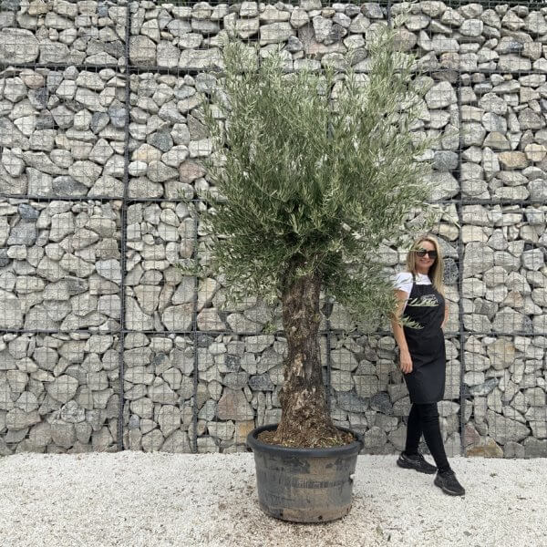 Gnarled Olive Tree J694