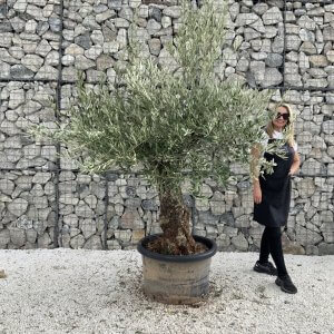 Gnarled Olive Tree J709