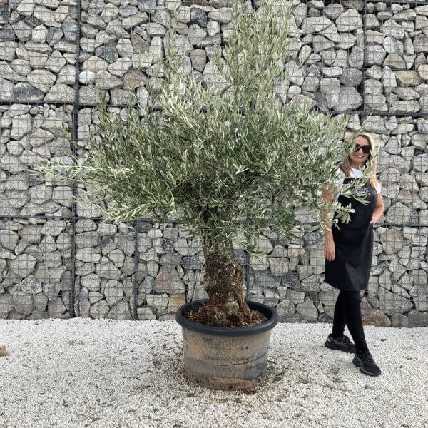 Gnarled Olive Tree J709
