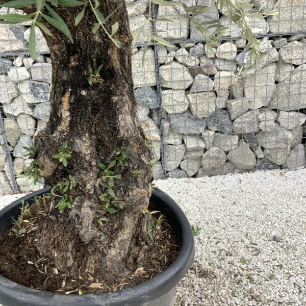 Gnarled Olive Tree J726 - Image 3