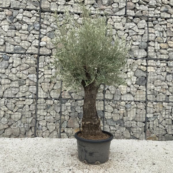 Gnarled Olive Tree J682 - Image 2