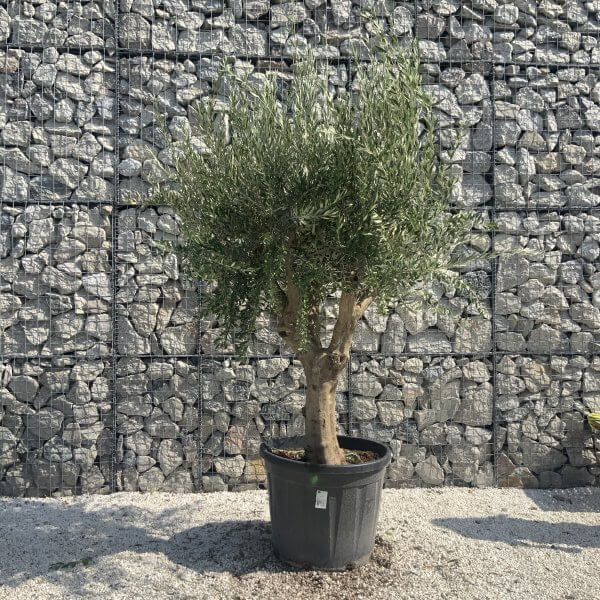 Olive Tree Tuscan Multi Stem Chunky Trunk J777 - Image 2