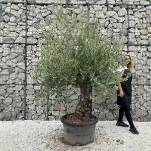 Gnarled Olive Tree J762