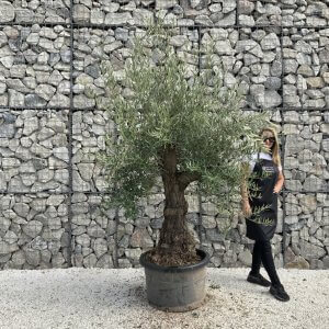 Gnarled Olive Tree J730