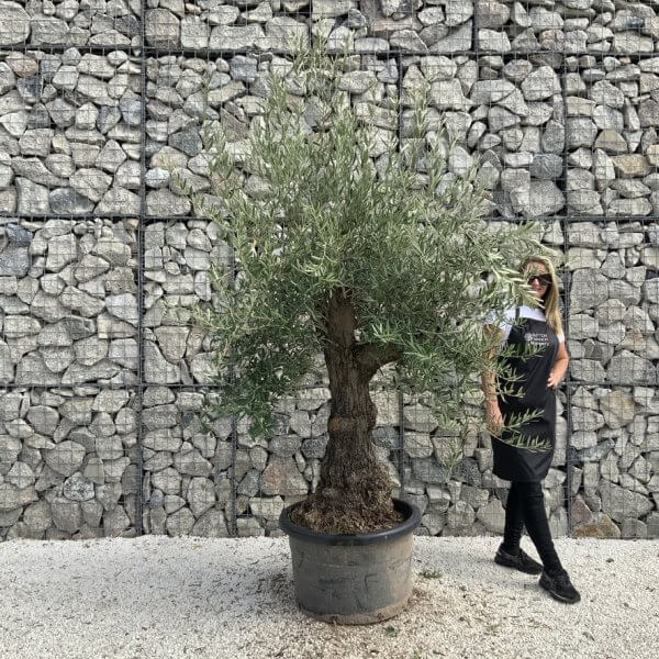 Gnarled Olive Tree J730